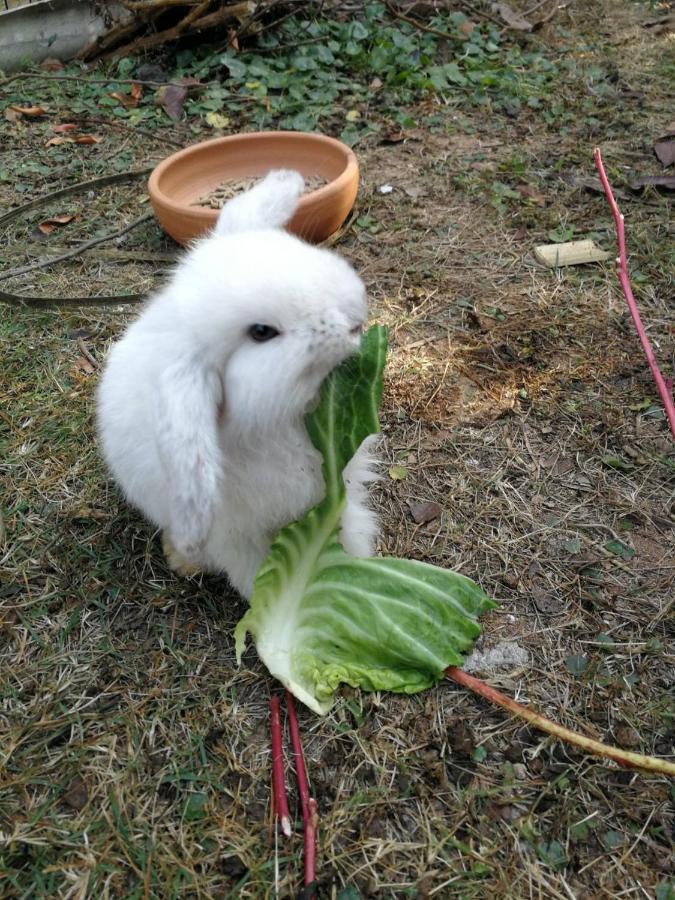 Homestay With Bunny Rabbit Chiang Rai Exterior photo