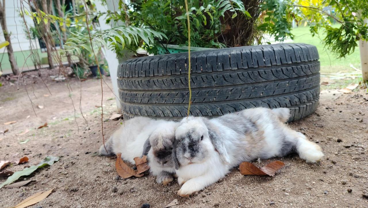 Homestay With Bunny Rabbit Chiang Rai Exterior photo