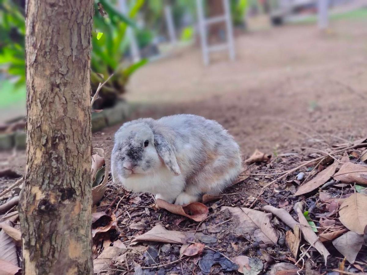 Homestay With Bunny Rabbit Chiang Rai Exterior photo