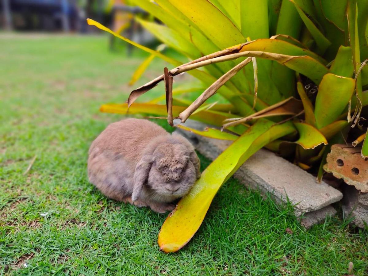 Homestay With Bunny Rabbit Chiang Rai Exterior photo